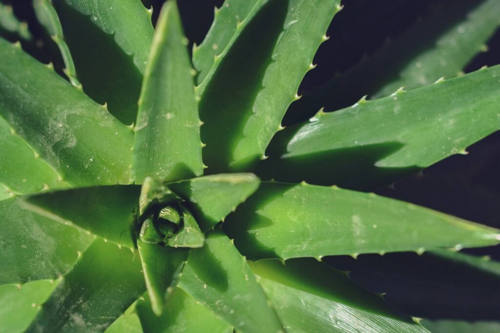 aloe vera and coconut oil