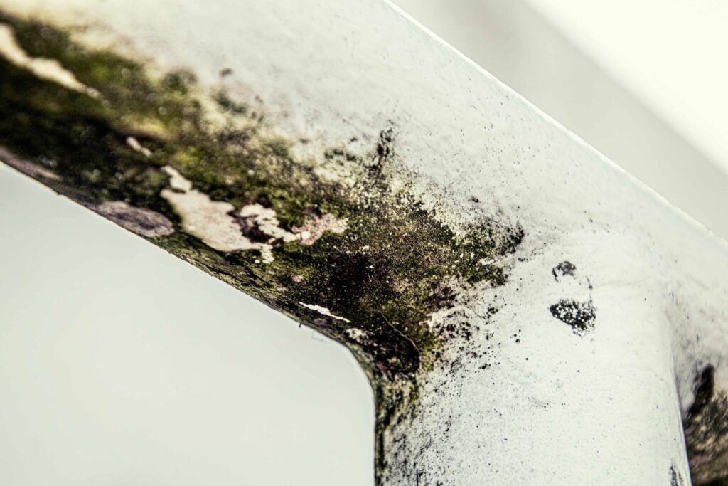 how to detox from mold exposure